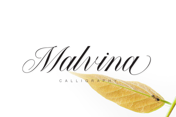 Malvina: A Graceful Script for Luxury Branding